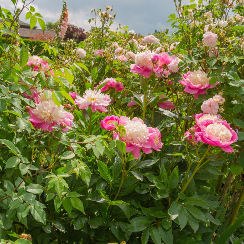 Peonia erbacea Bowl of Beauty