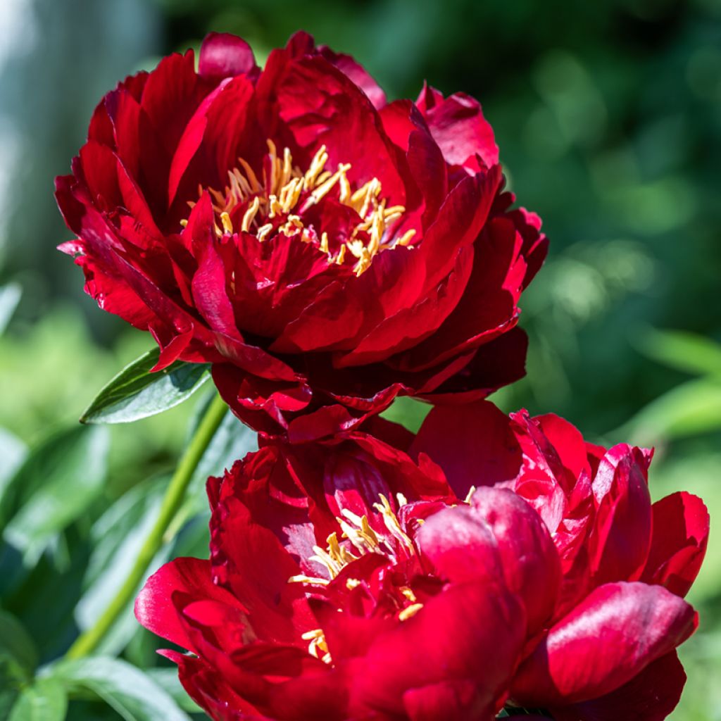 Peonia erbacea Buckeye Belle