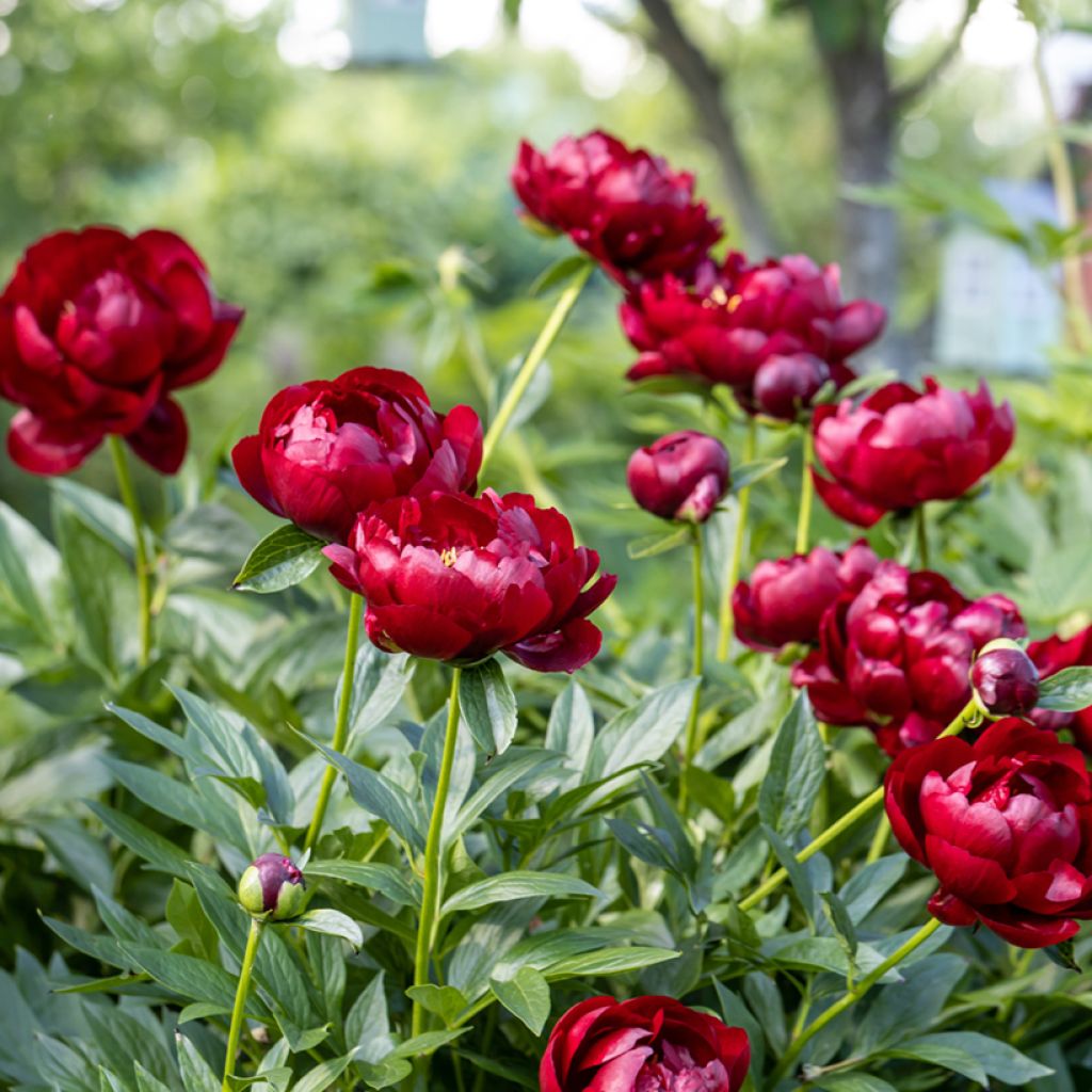 Peonia erbacea Buckeye Belle