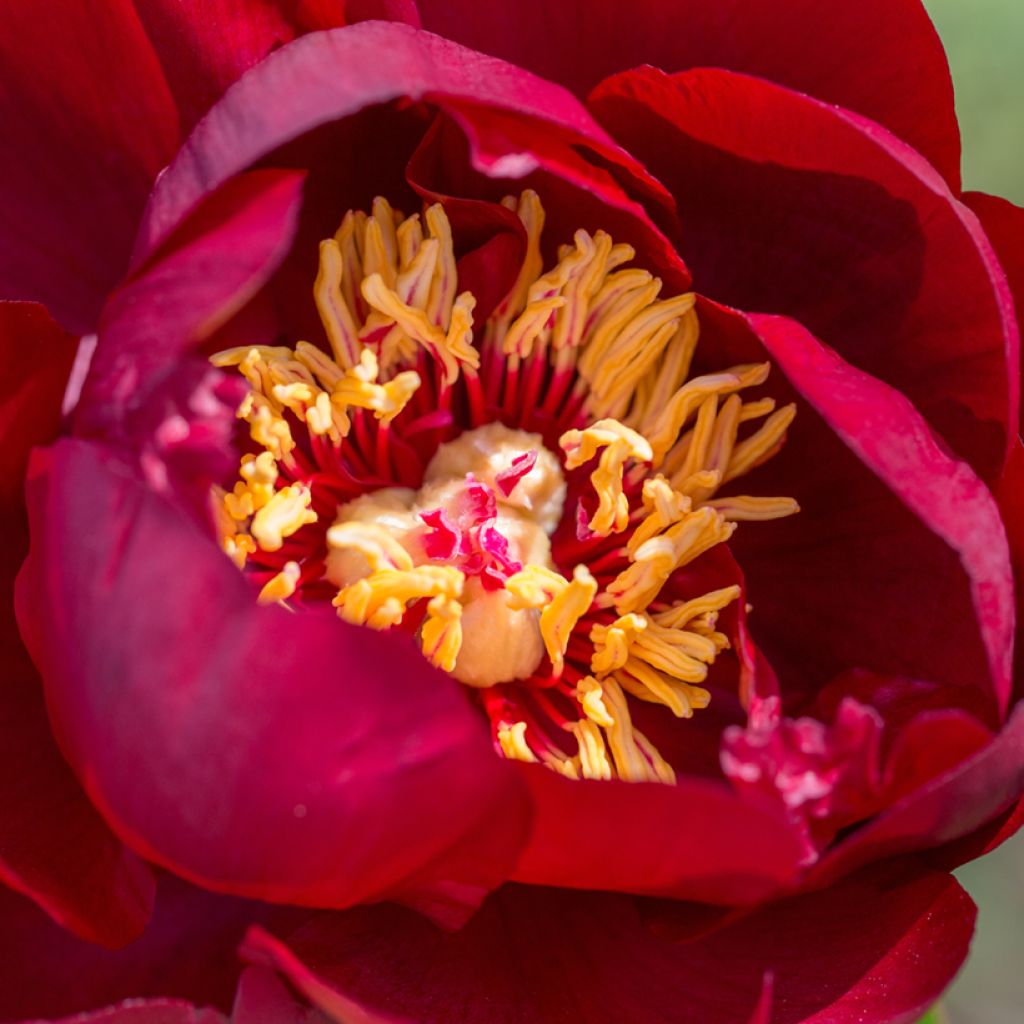 Peonia erbacea Buckeye Belle