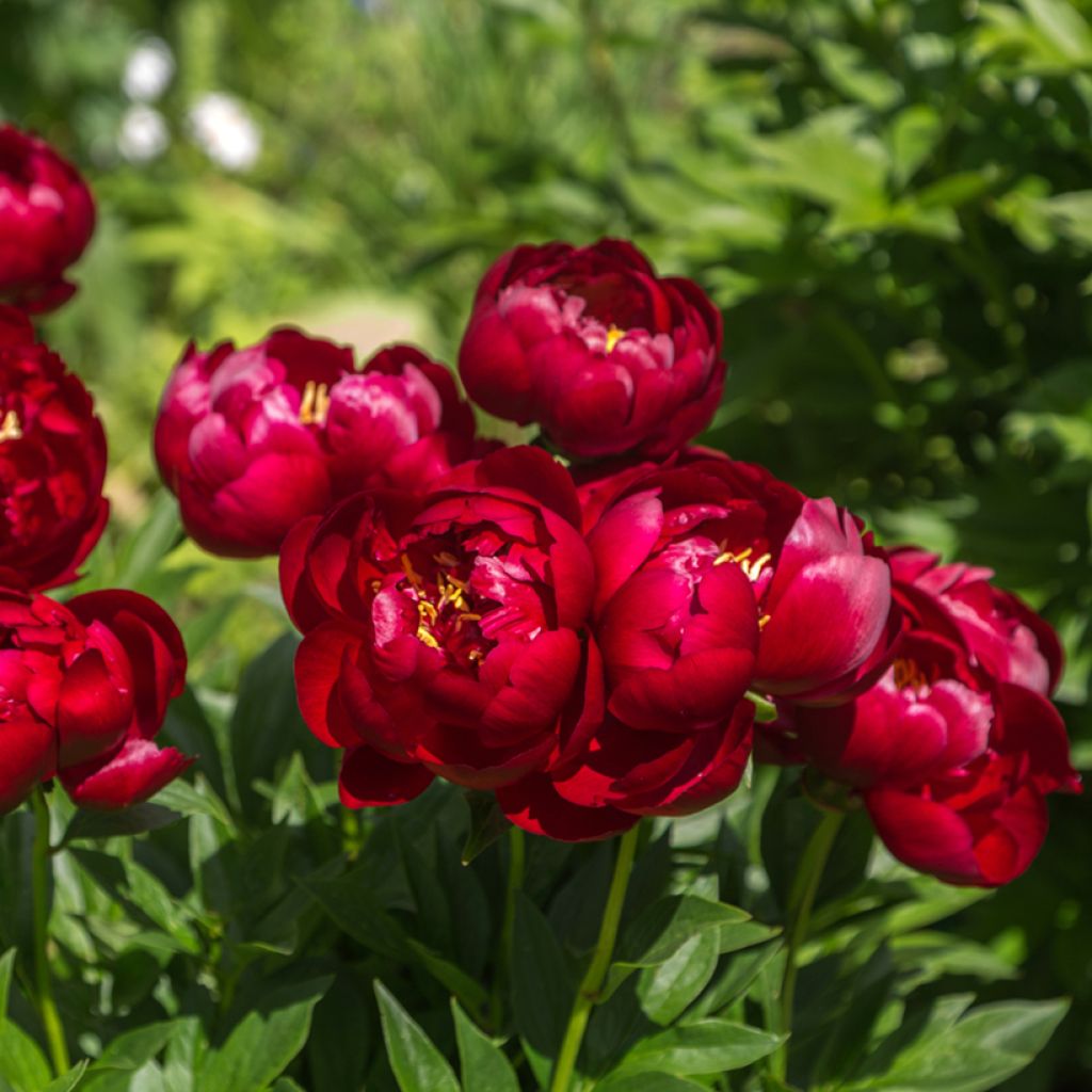 Peonia erbacea Buckeye Belle