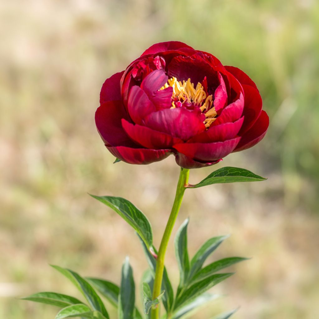 Peonia erbacea Buckeye Belle