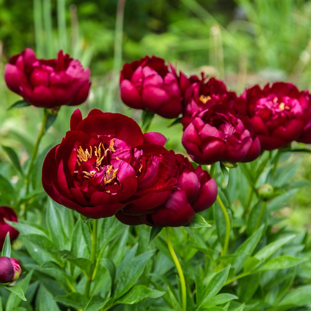 Peonia erbacea Buckeye Belle