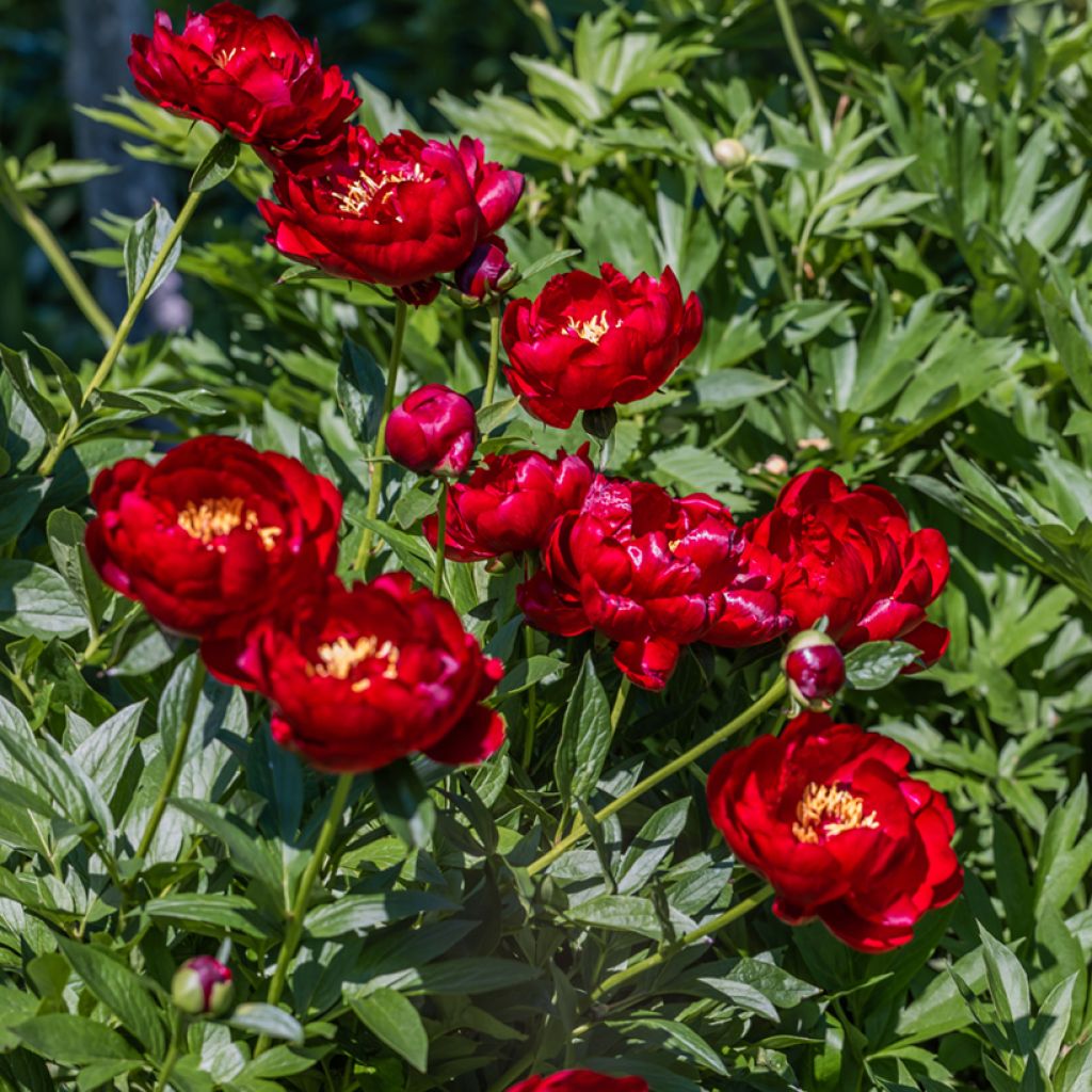 Peonia erbacea Buckeye Belle