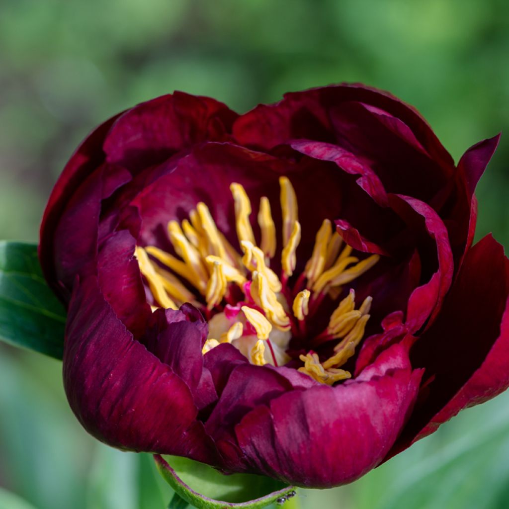 Peonia erbacea Buckeye Belle