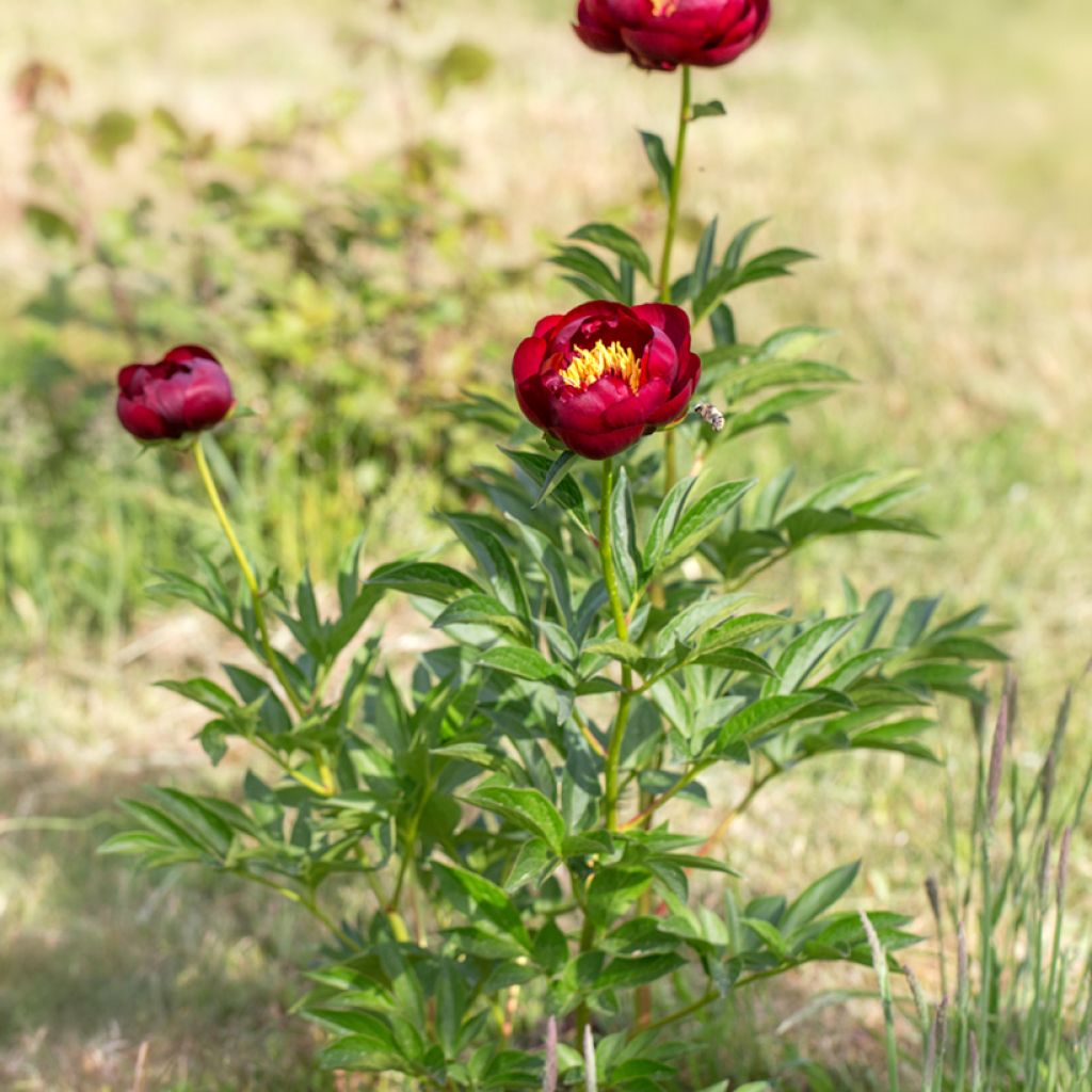 Peonia erbacea Buckeye Belle