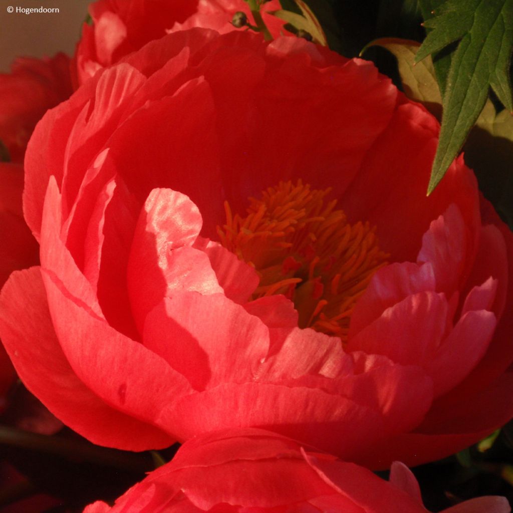 Peonia erbacea Cytherea