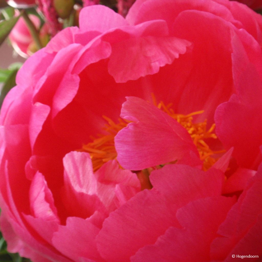 Peonia erbacea Cytherea