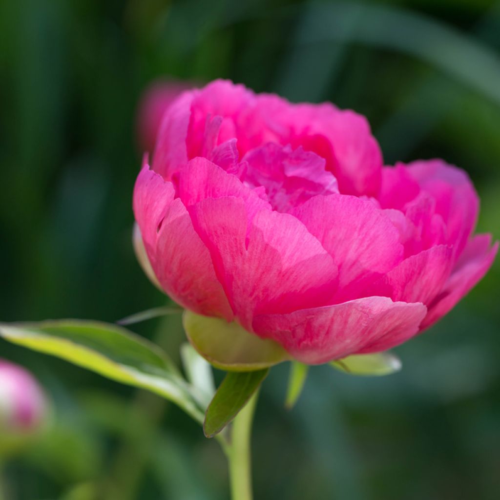 Peonia erbacea Cytherea