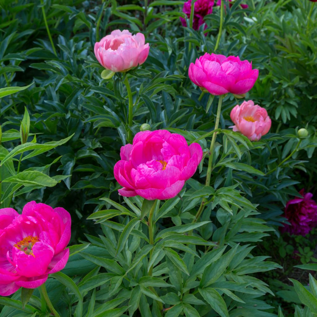 Peonia erbacea Cytherea