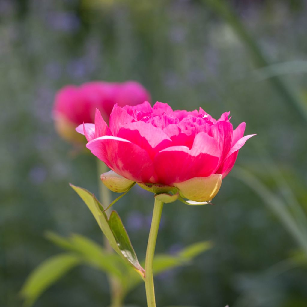 Peonia erbacea Cytherea