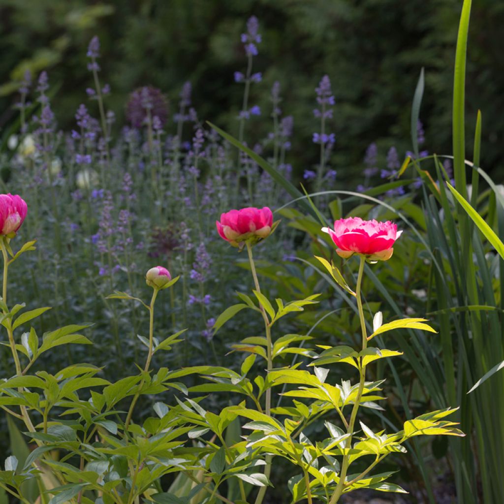 Peonia erbacea Cytherea