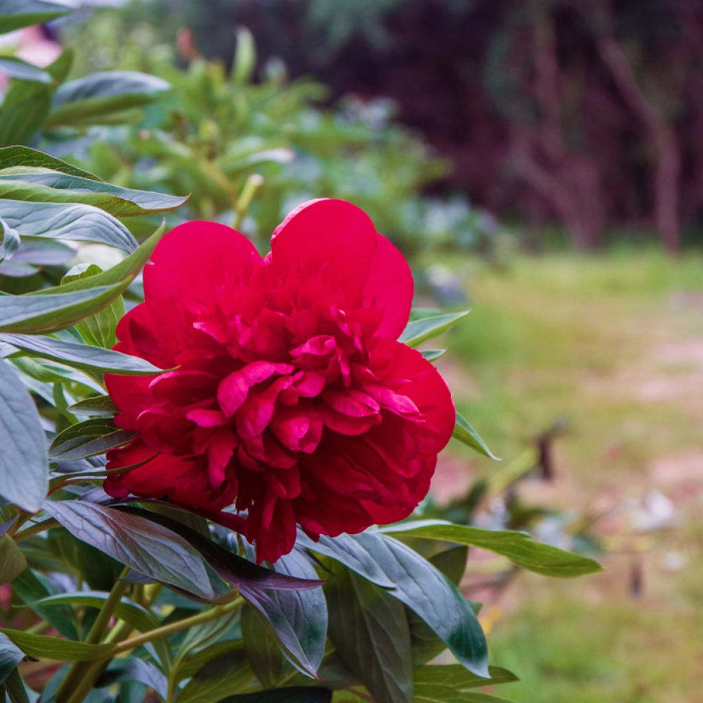 Peonia erbacea Diana Parks