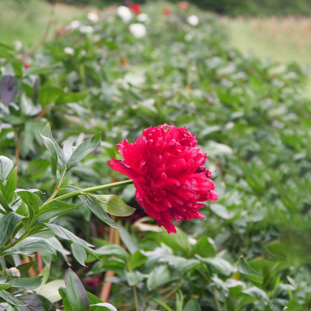 Peonia erbacea Diana Parks