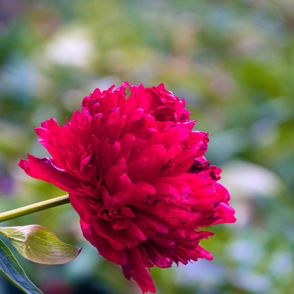 Peonia erbacea Diana Parks