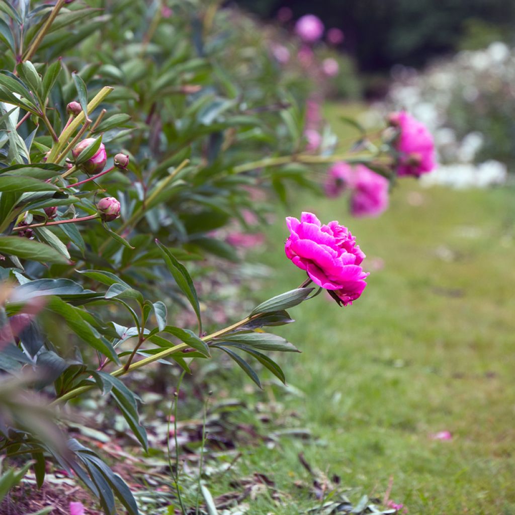 Peonia erbacea Dr Alexander Fleming