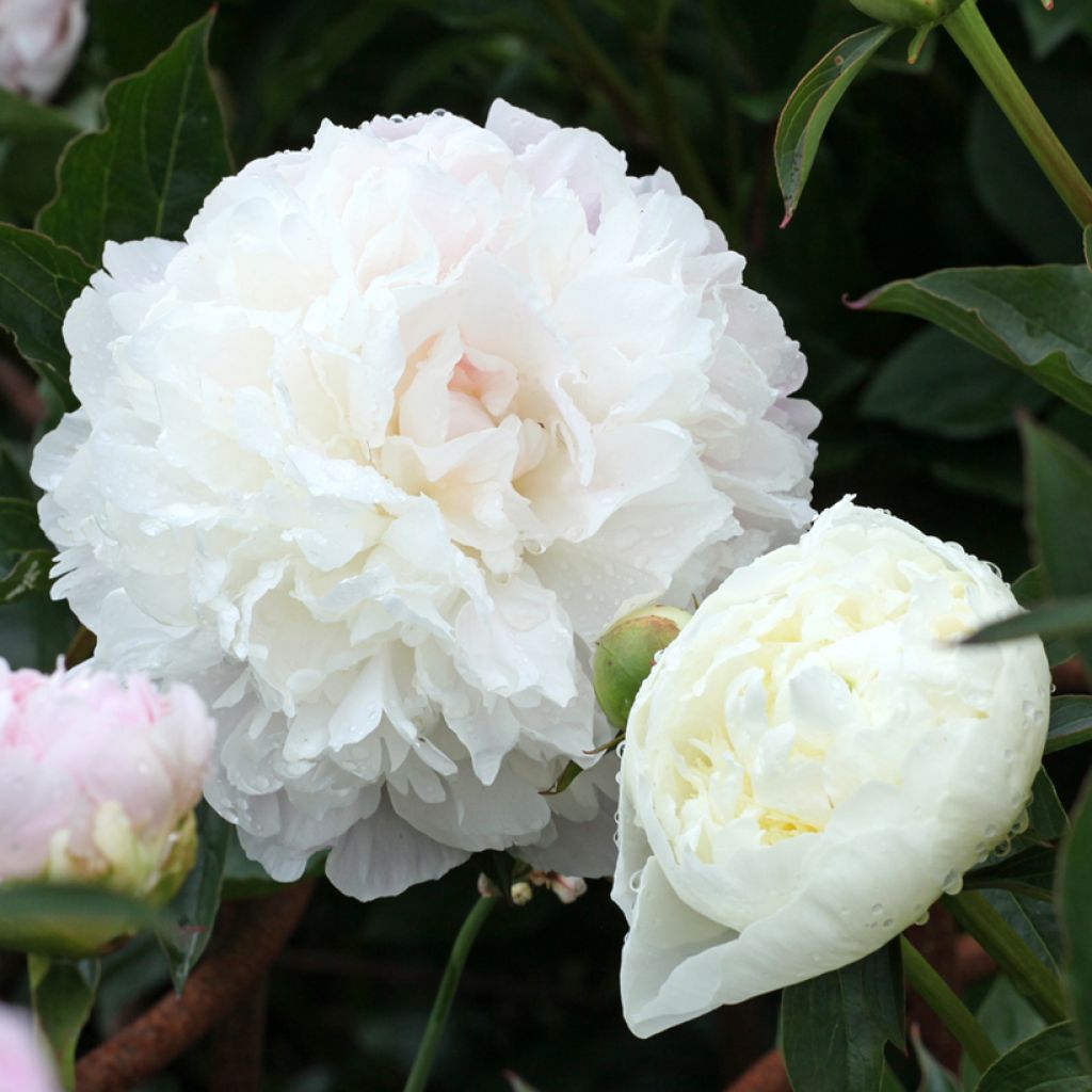 Peonia erbacea Duchesse de Nemours