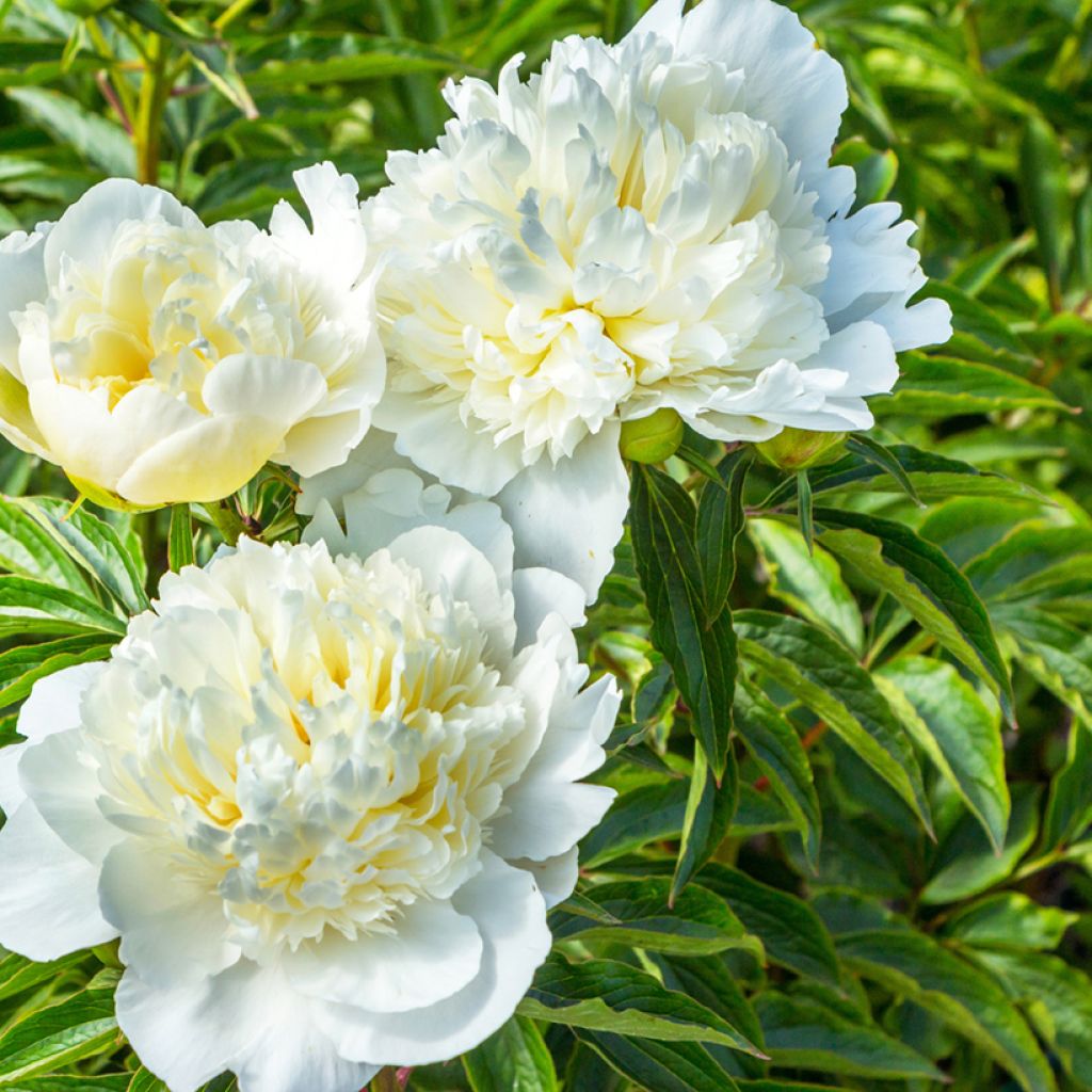 Peonia erbacea Duchesse de Nemours