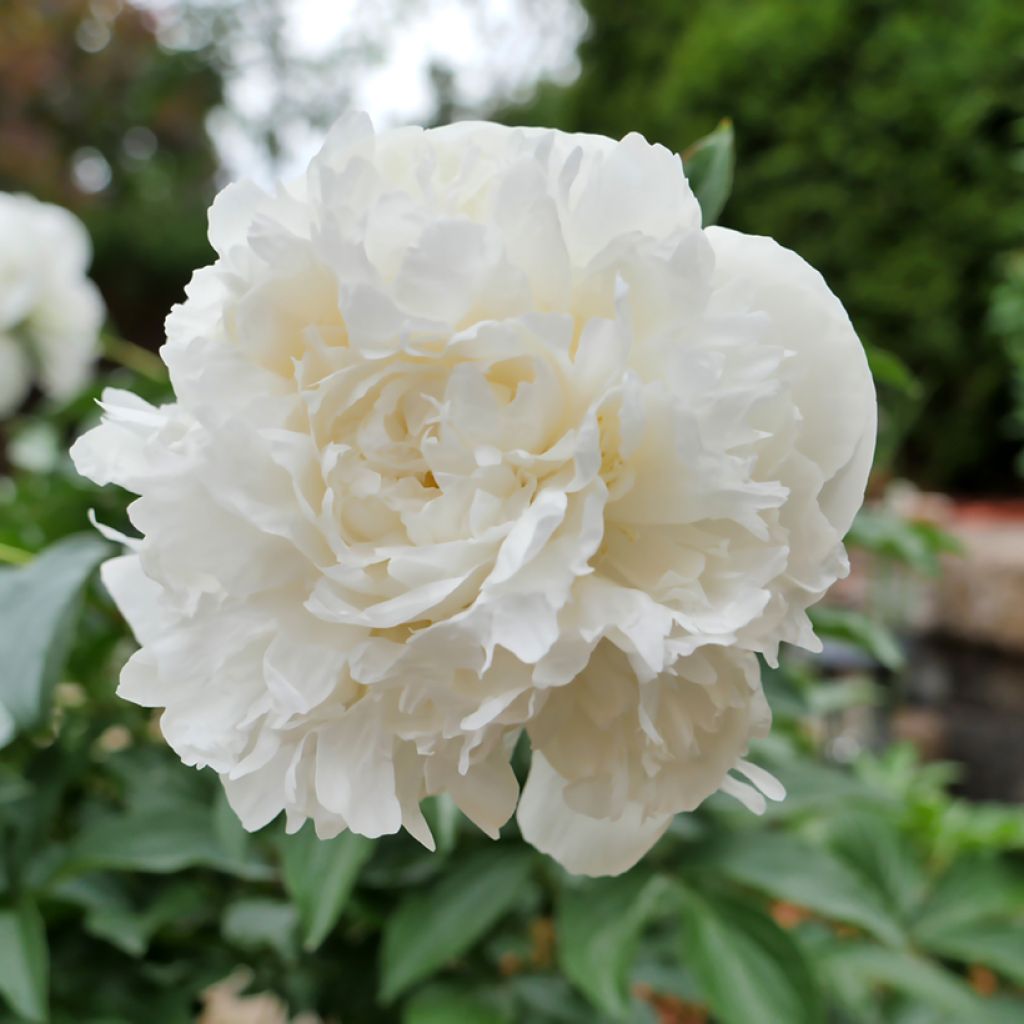 Peonia erbacea Duchesse de Nemours