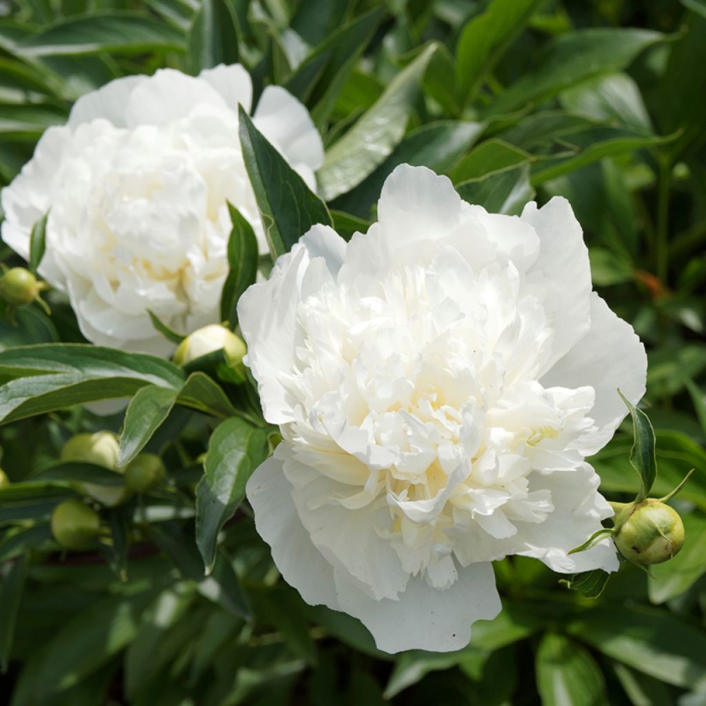 Peonia erbacea Duchesse de Nemours