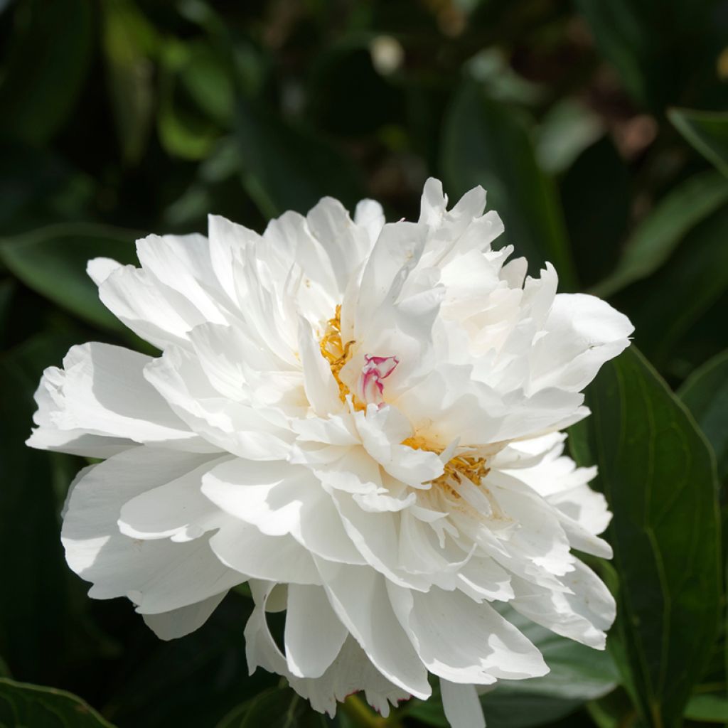 Peonia erbacea Festiva Maxima