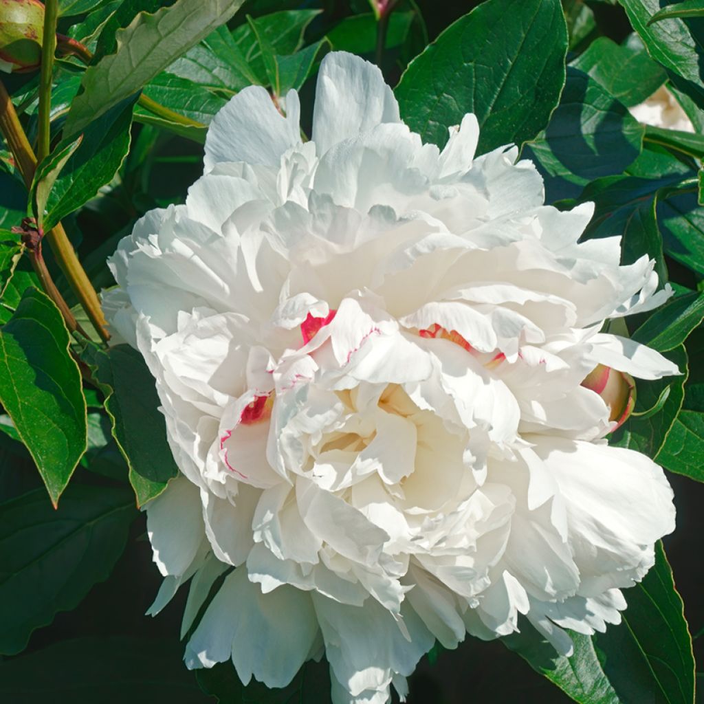 Peonia erbacea Festiva Maxima