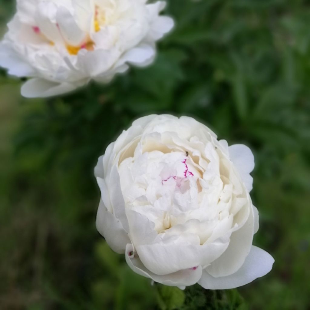 Peonia erbacea Festiva Maxima