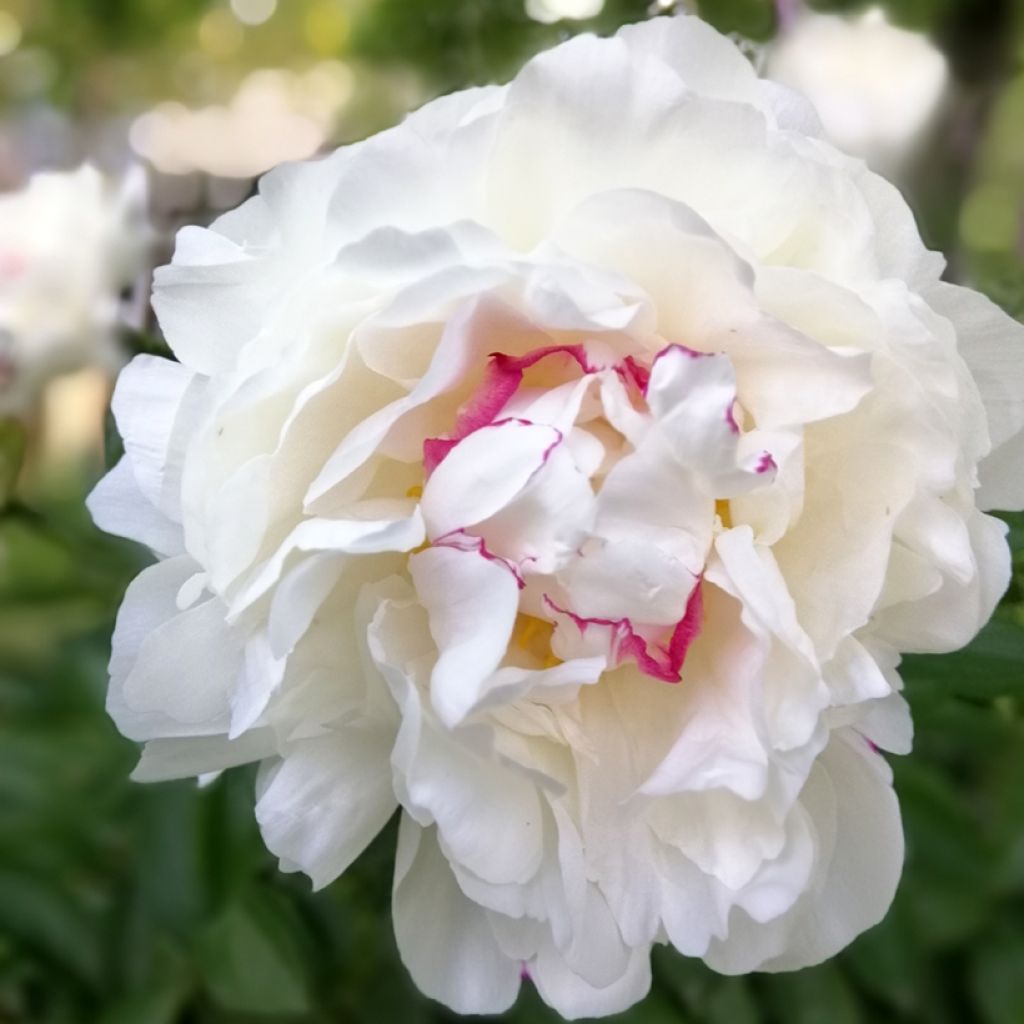 Peonia erbacea Festiva Maxima