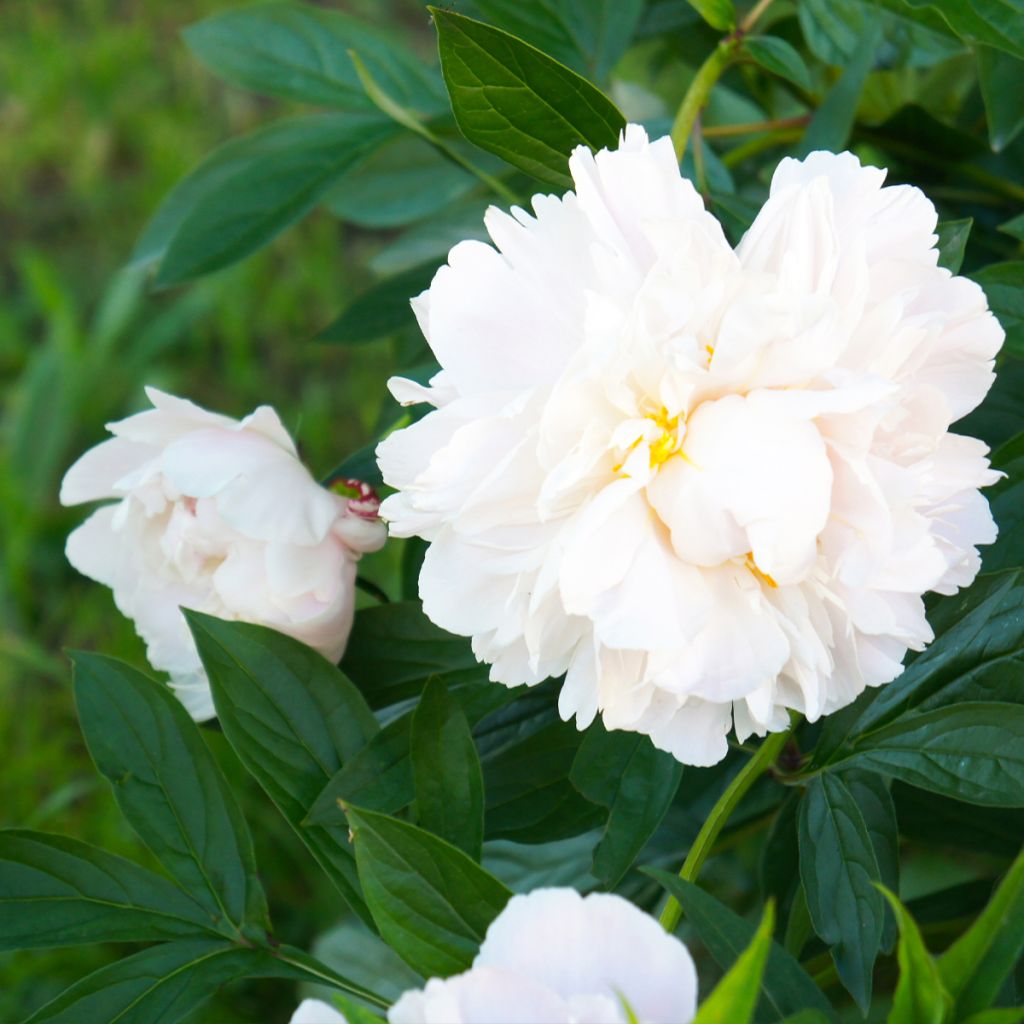 Peonia erbacea Gardenia