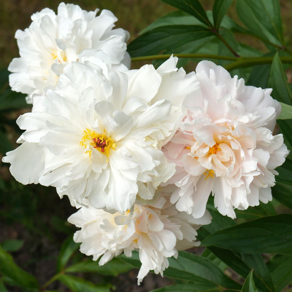 Peonia erbacea Gardenia