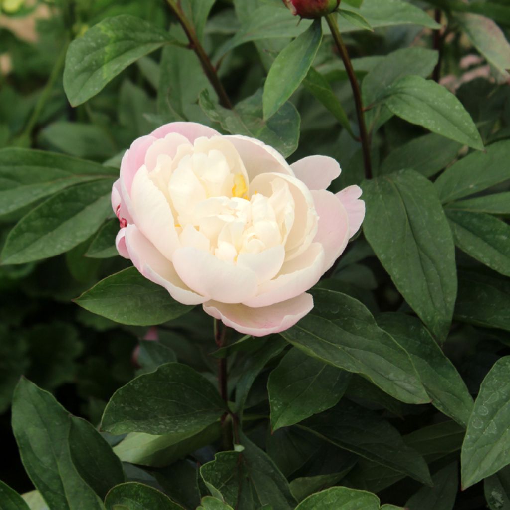 Peonia erbacea Gardenia