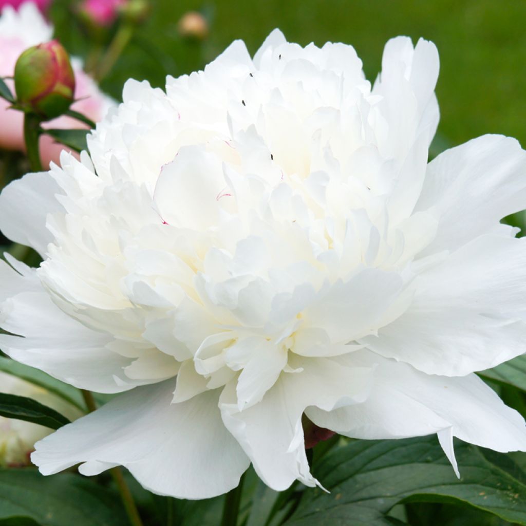 Peonia erbacea Gardenia