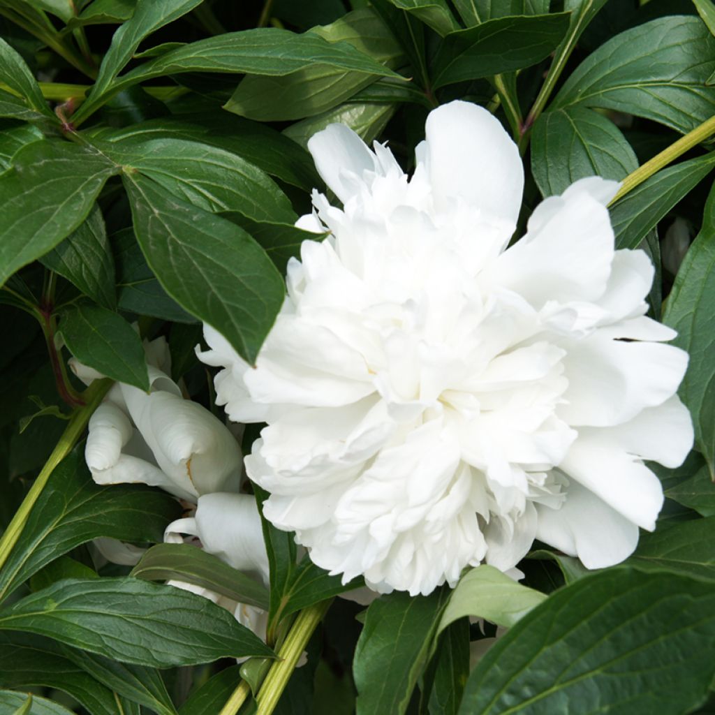 Peonia erbacea Gardenia