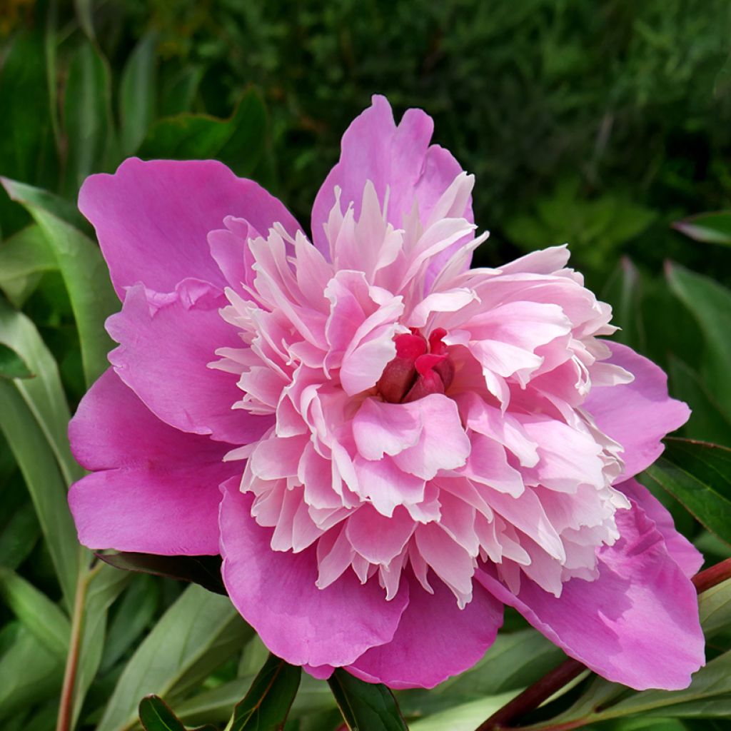 Peonia erbacea Gay Paree