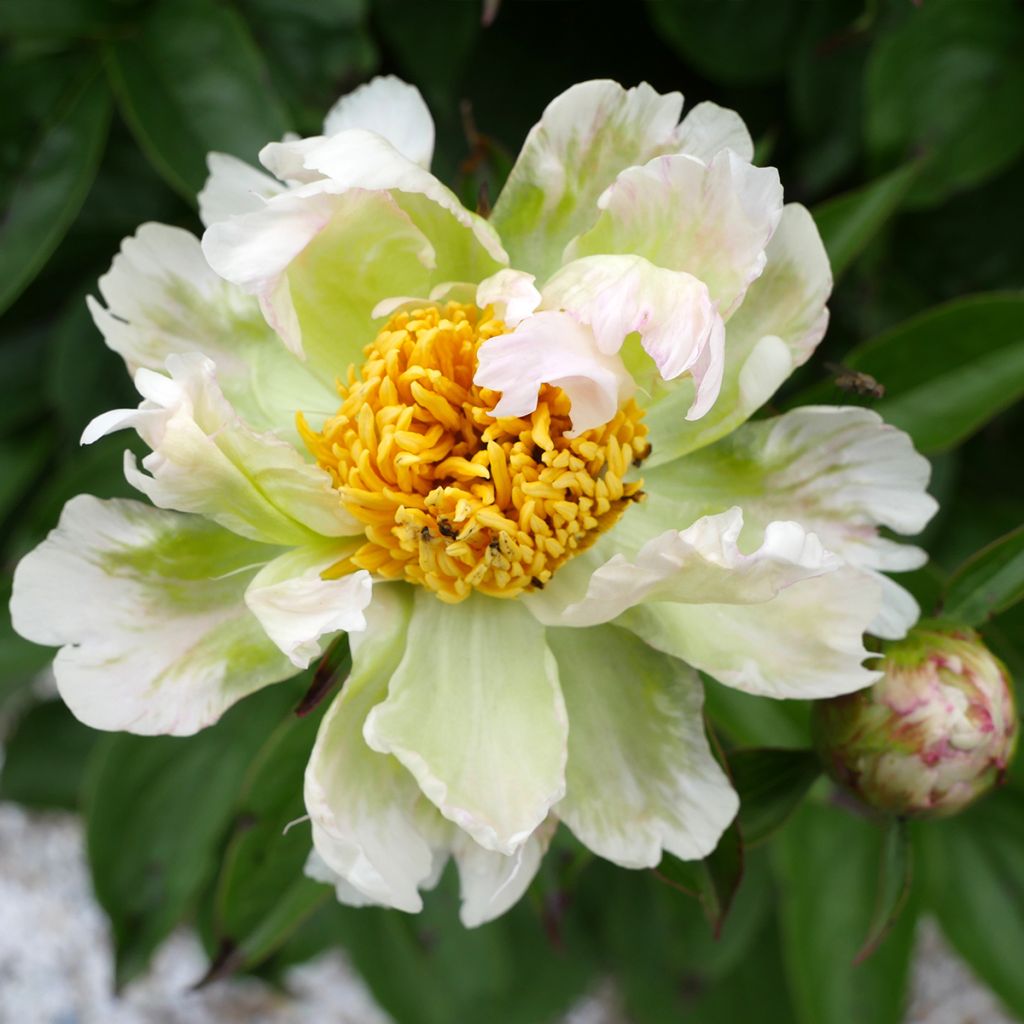 Pivoine lactiflora Green Lotus