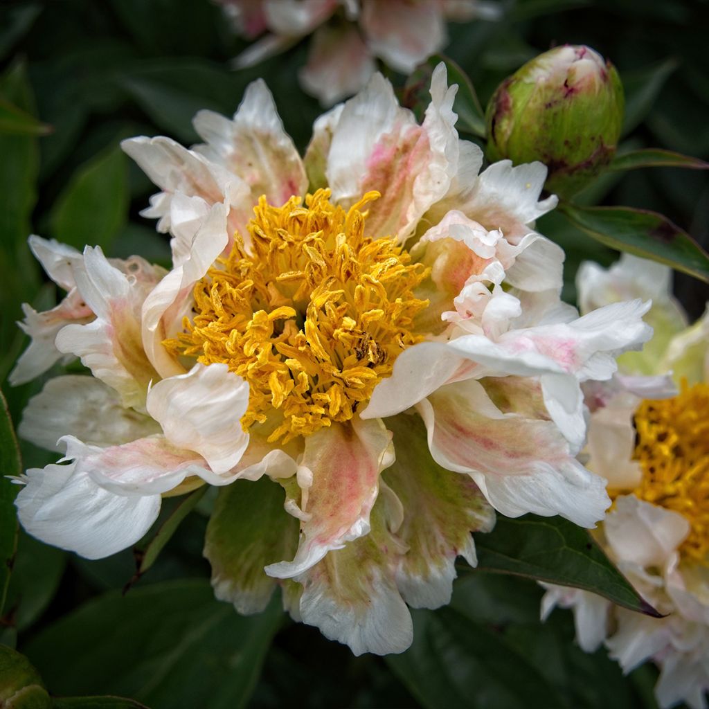 Pivoine lactiflora Green Lotus