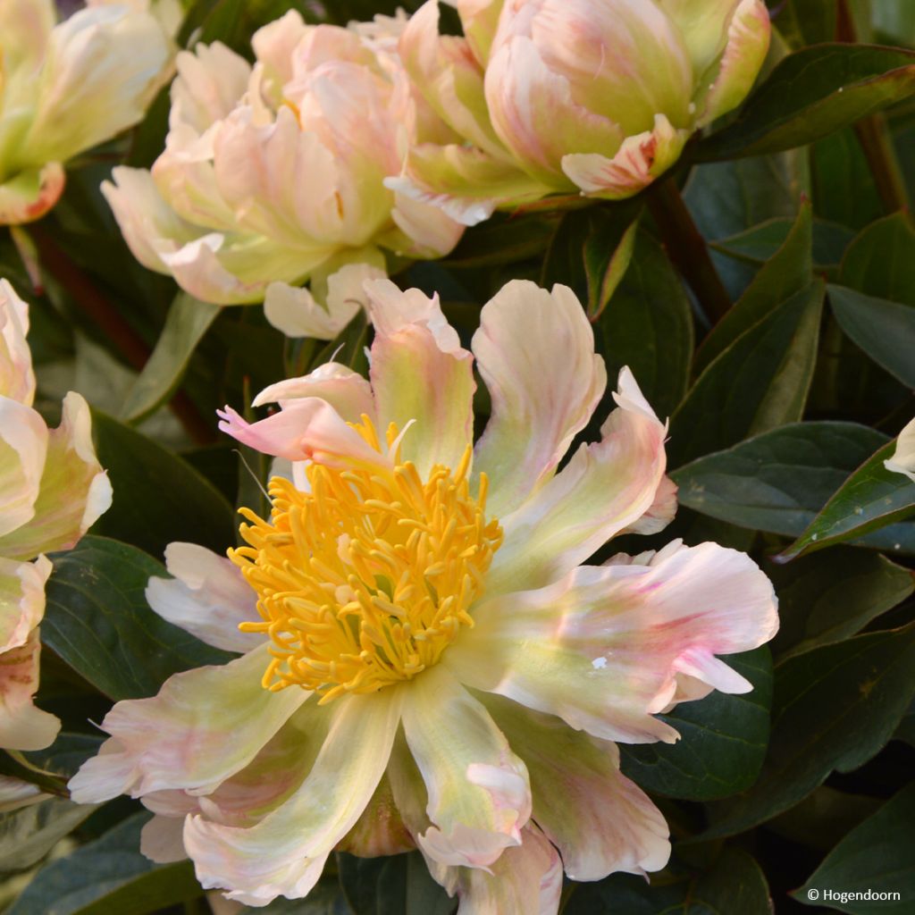 Pivoine lactiflora Green Lotus