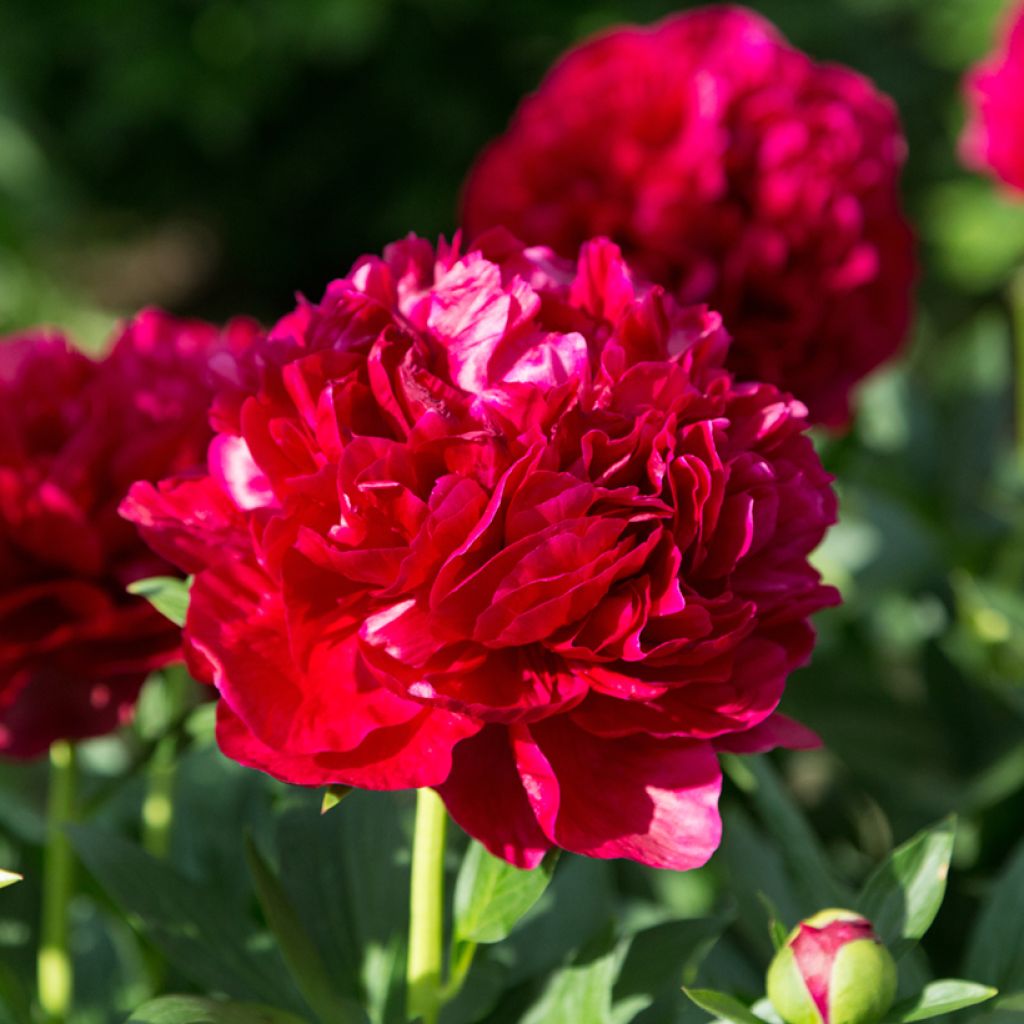 Peonia erbacea Bockstoce