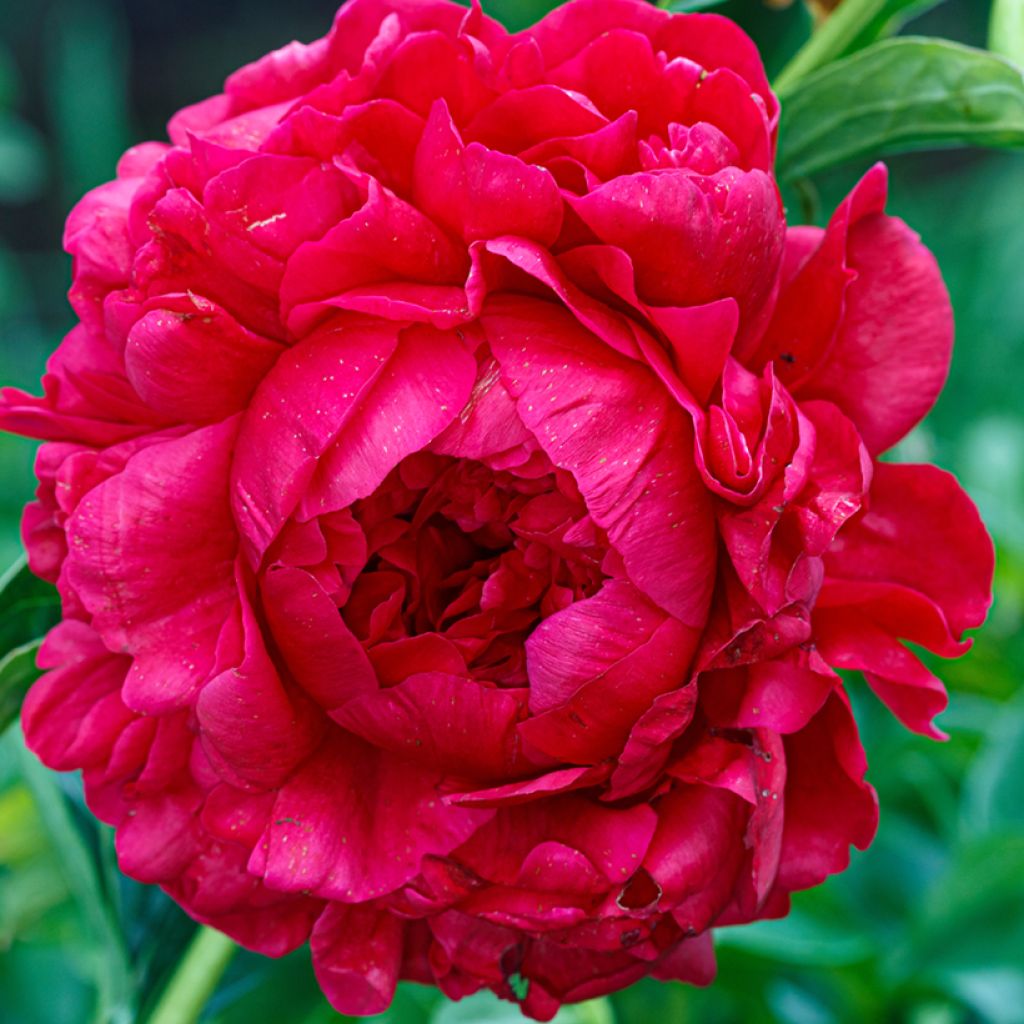 Peonia erbacea Bockstoce