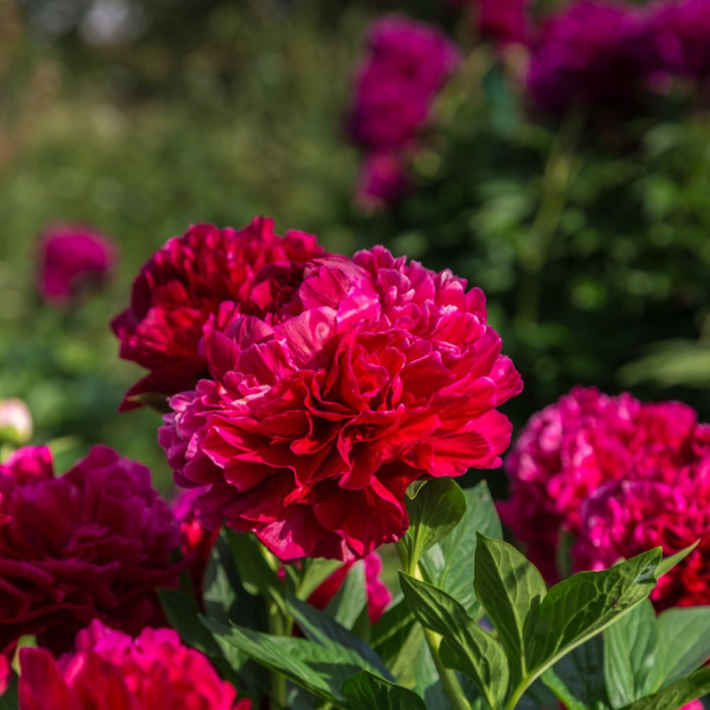 Peonia erbacea Bockstoce