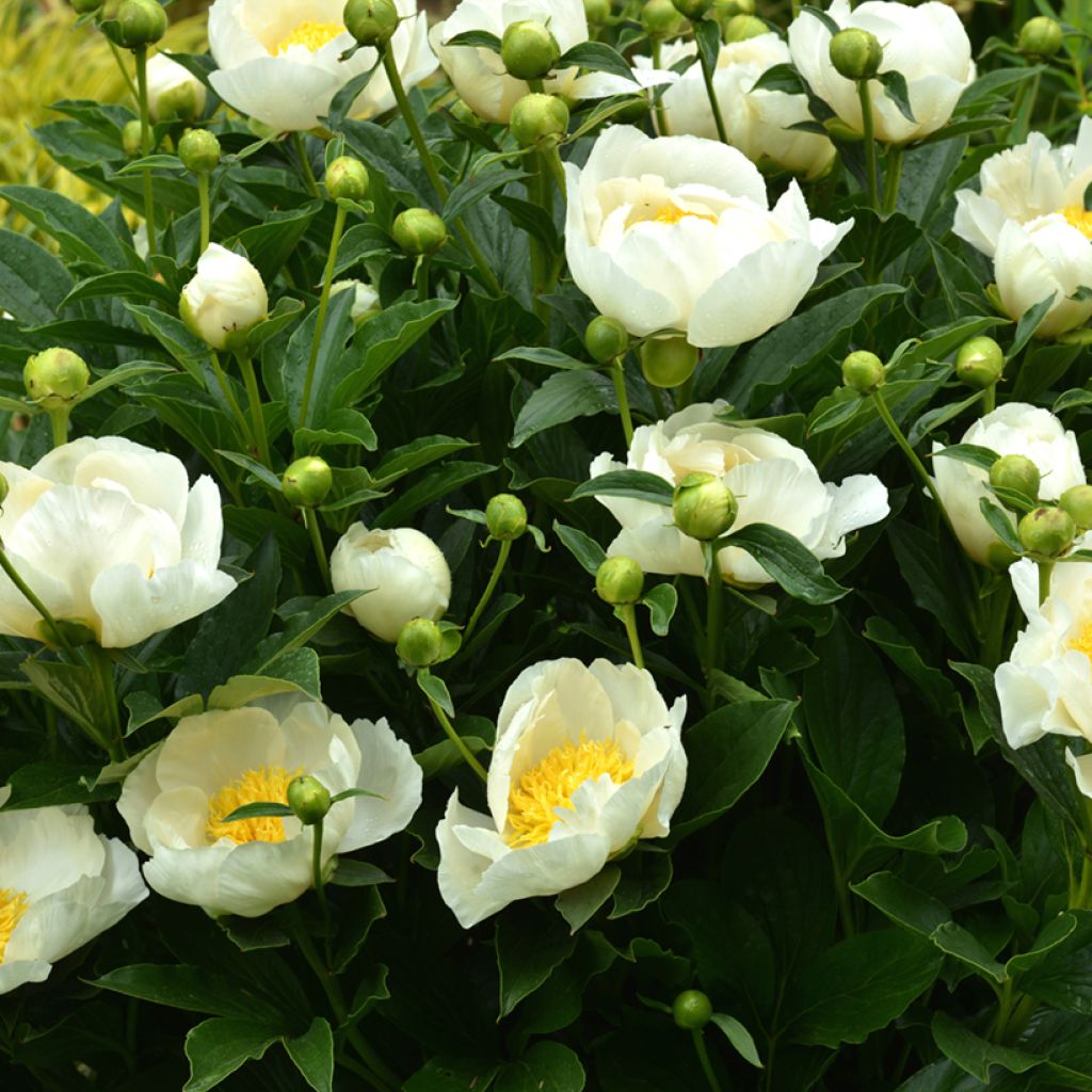 Peonia erbacea Jan van Leeuwen