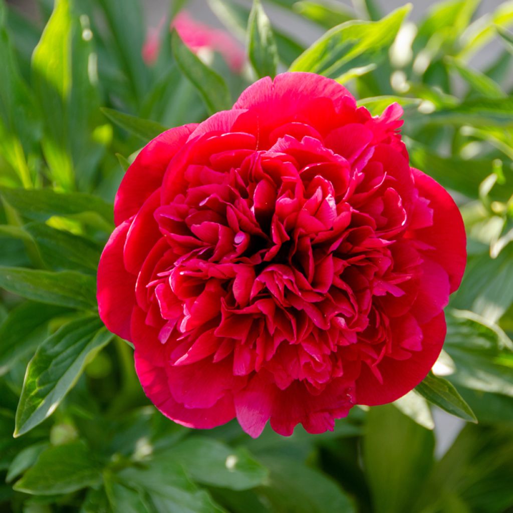 Peonia erbacea Kansas