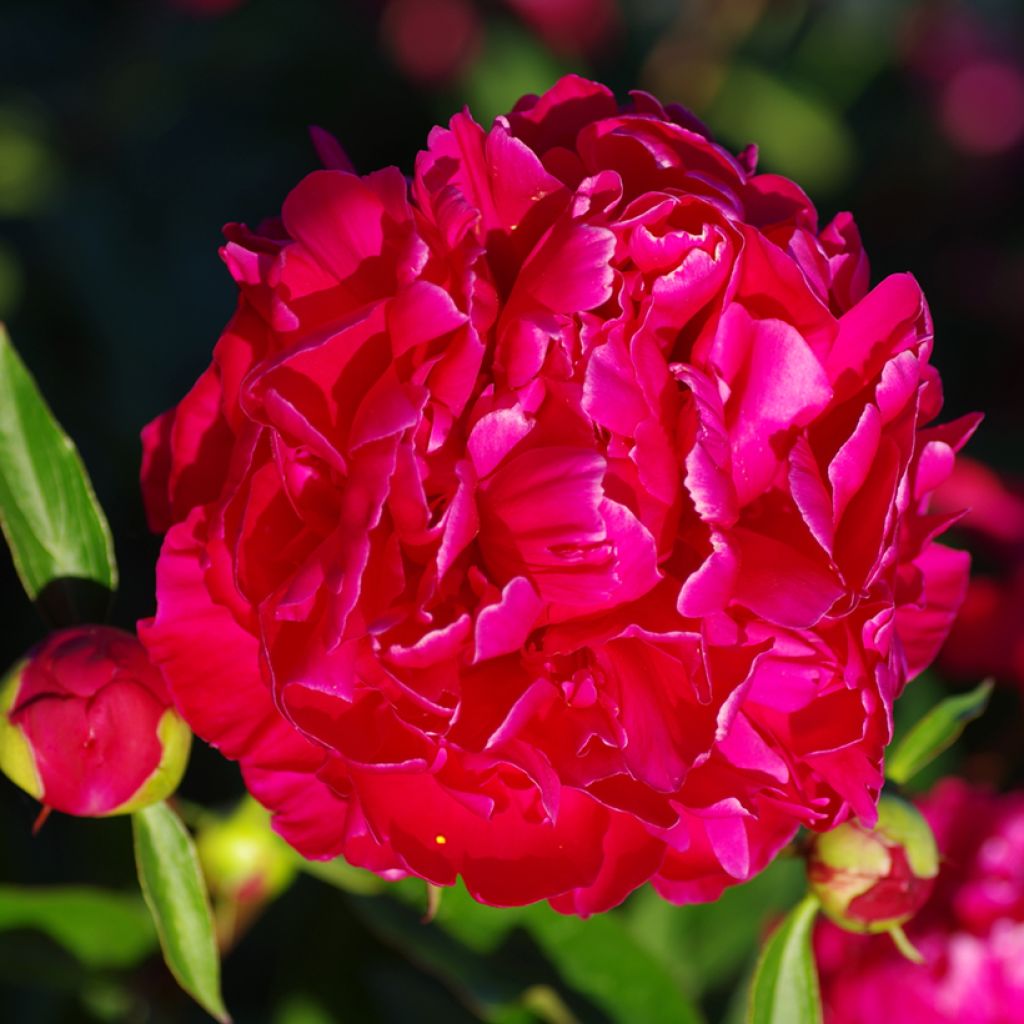 Peonia erbacea Karl Rosenfield