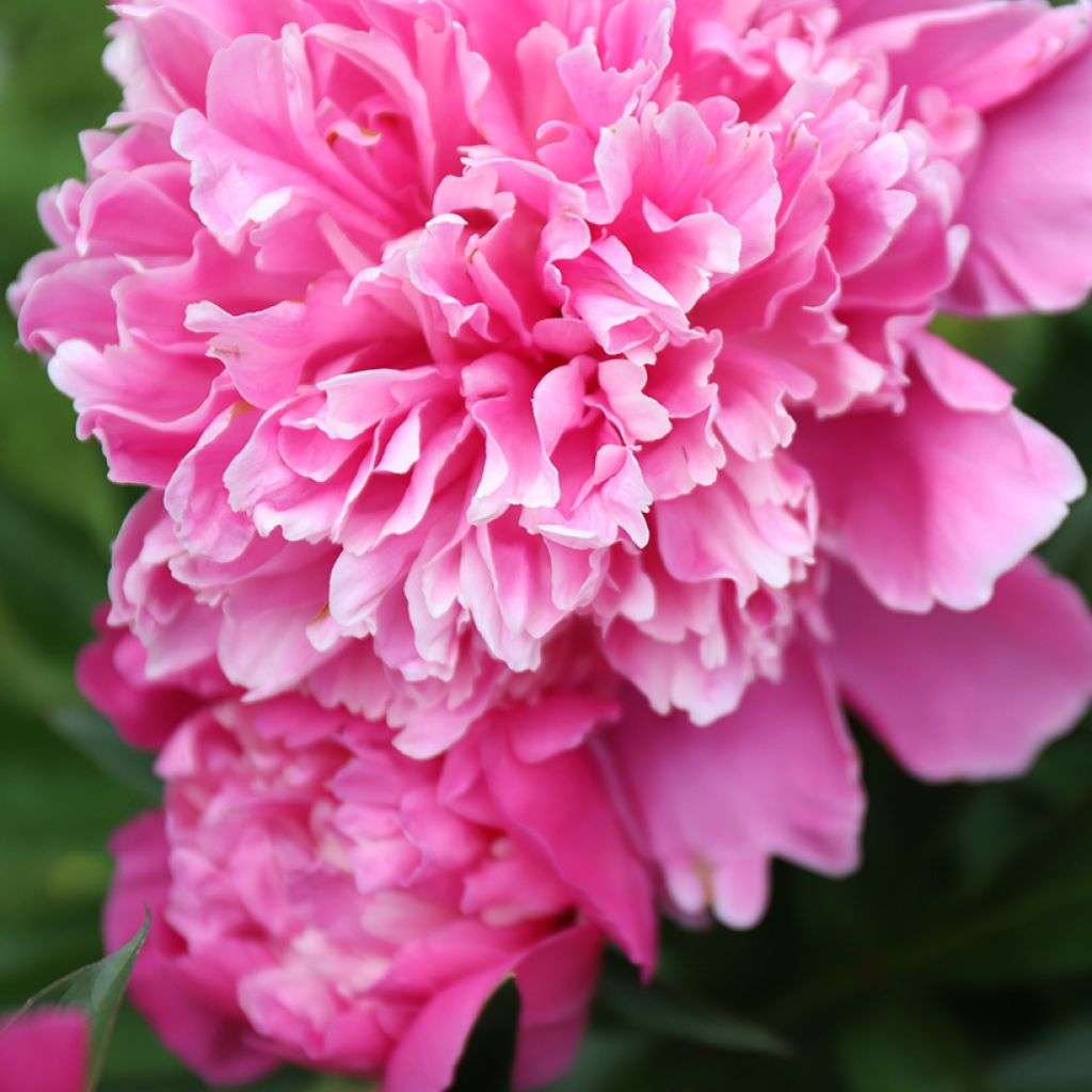 Peonia erbacea Karl Rosenfield