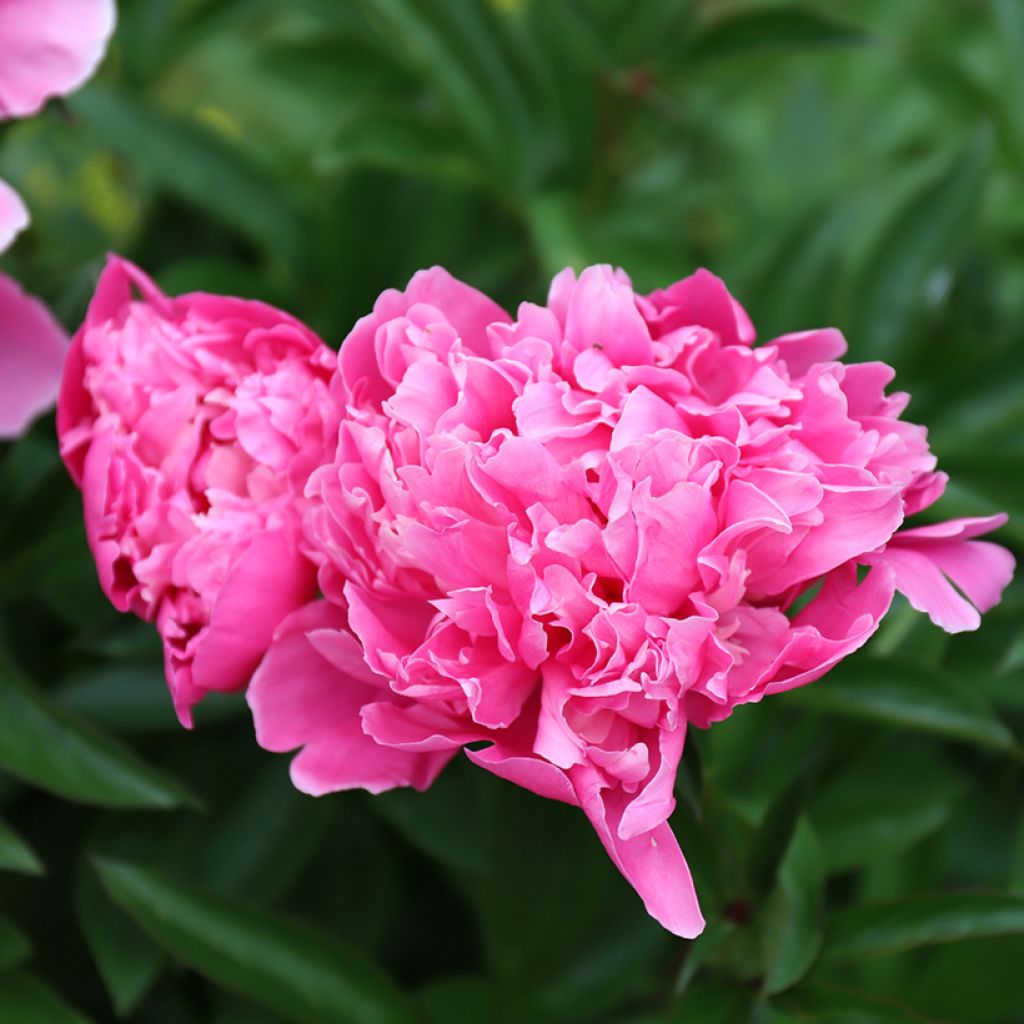 Peonia erbacea Karl Rosenfield