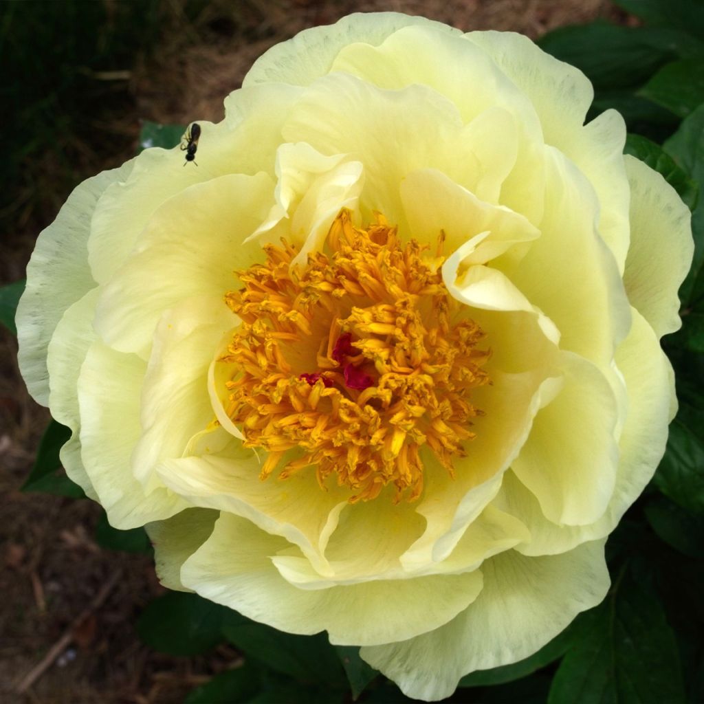 Peonia erbacea Lemon Chiffon