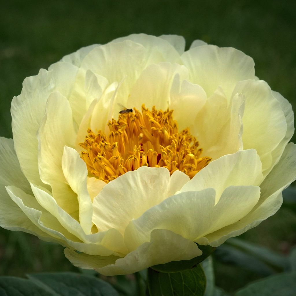 Peonia erbacea Lemon Chiffon