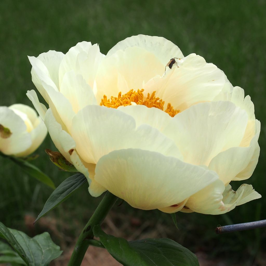 Peonia erbacea Lemon Chiffon