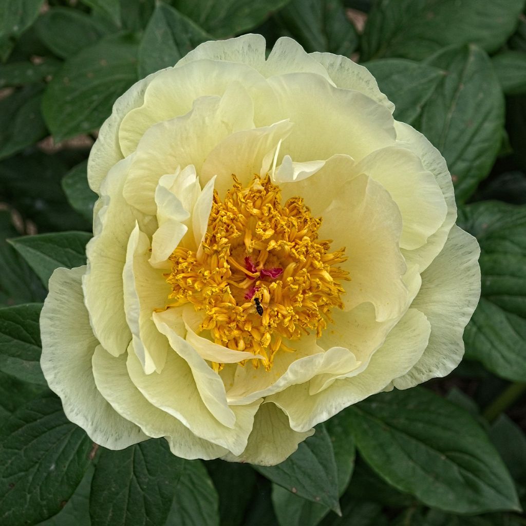 Peonia erbacea Lemon Chiffon