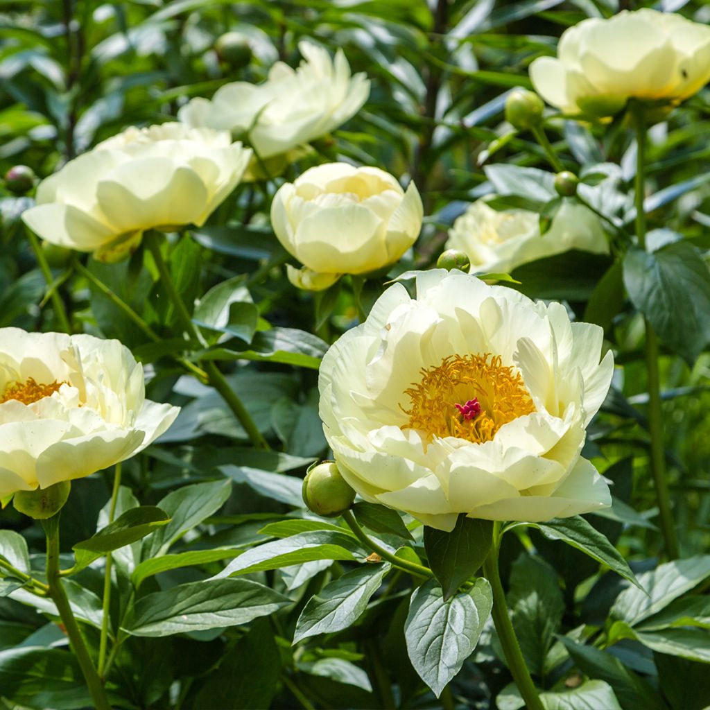 Peonia erbacea Lemon Chiffon